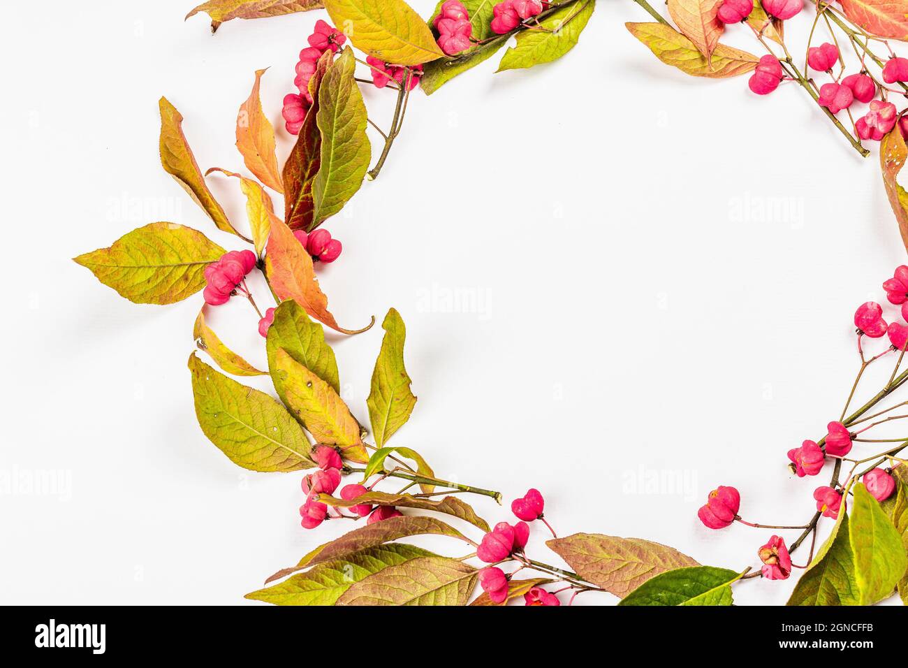 Wreath from Euonymus europaeus isolated on a white background. Autumn frame decorative composition with toxic fruits, orange seeds, and fall colorful Stock Photo