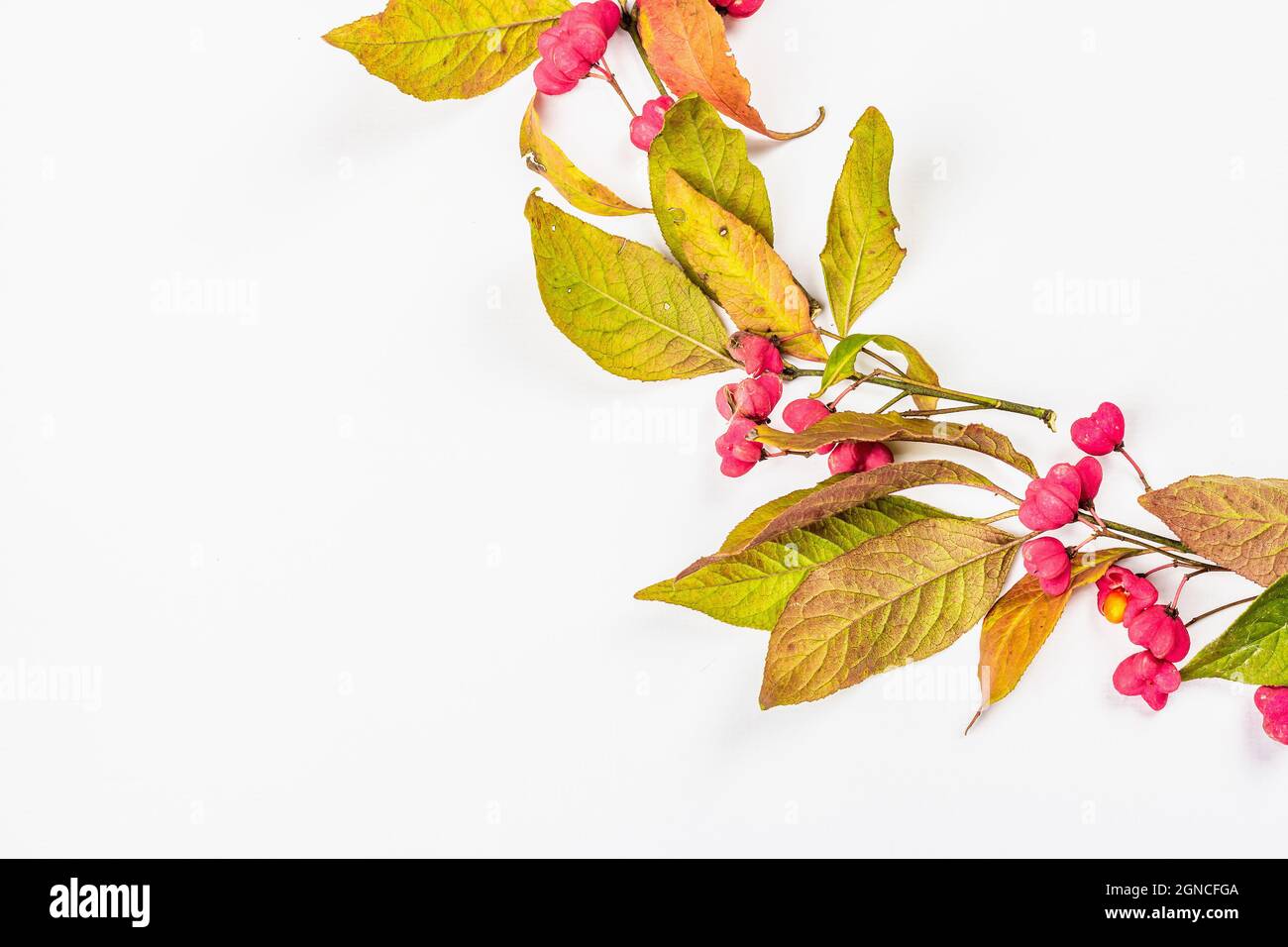 Wreath from Euonymus europaeus isolated on a white background. Autumn frame decorative composition with toxic fruits, orange seeds, and fall colorful Stock Photo