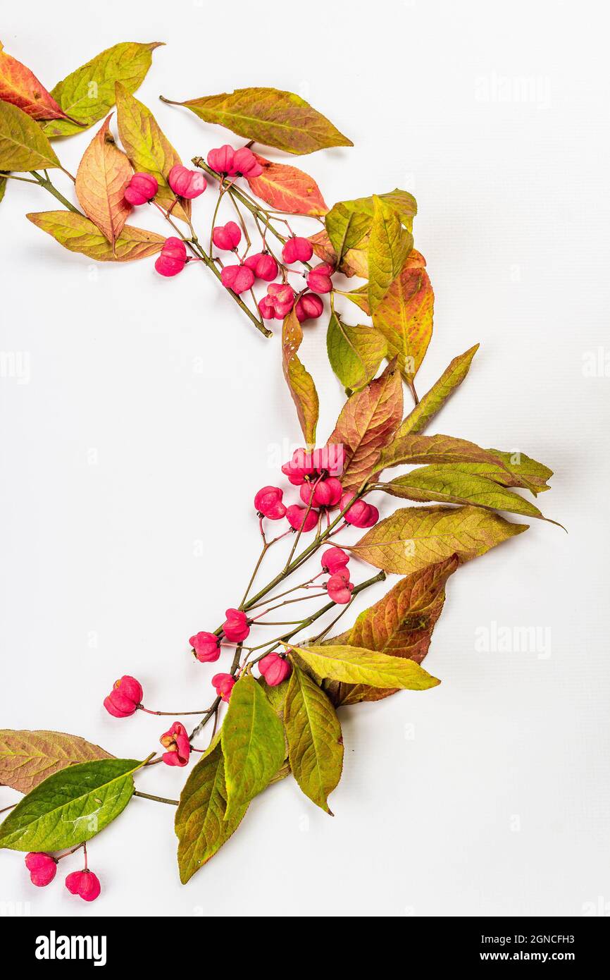 Wreath from Euonymus europaeus isolated on a white background. Autumn frame decorative composition with toxic fruits, orange seeds, and fall colorful Stock Photo