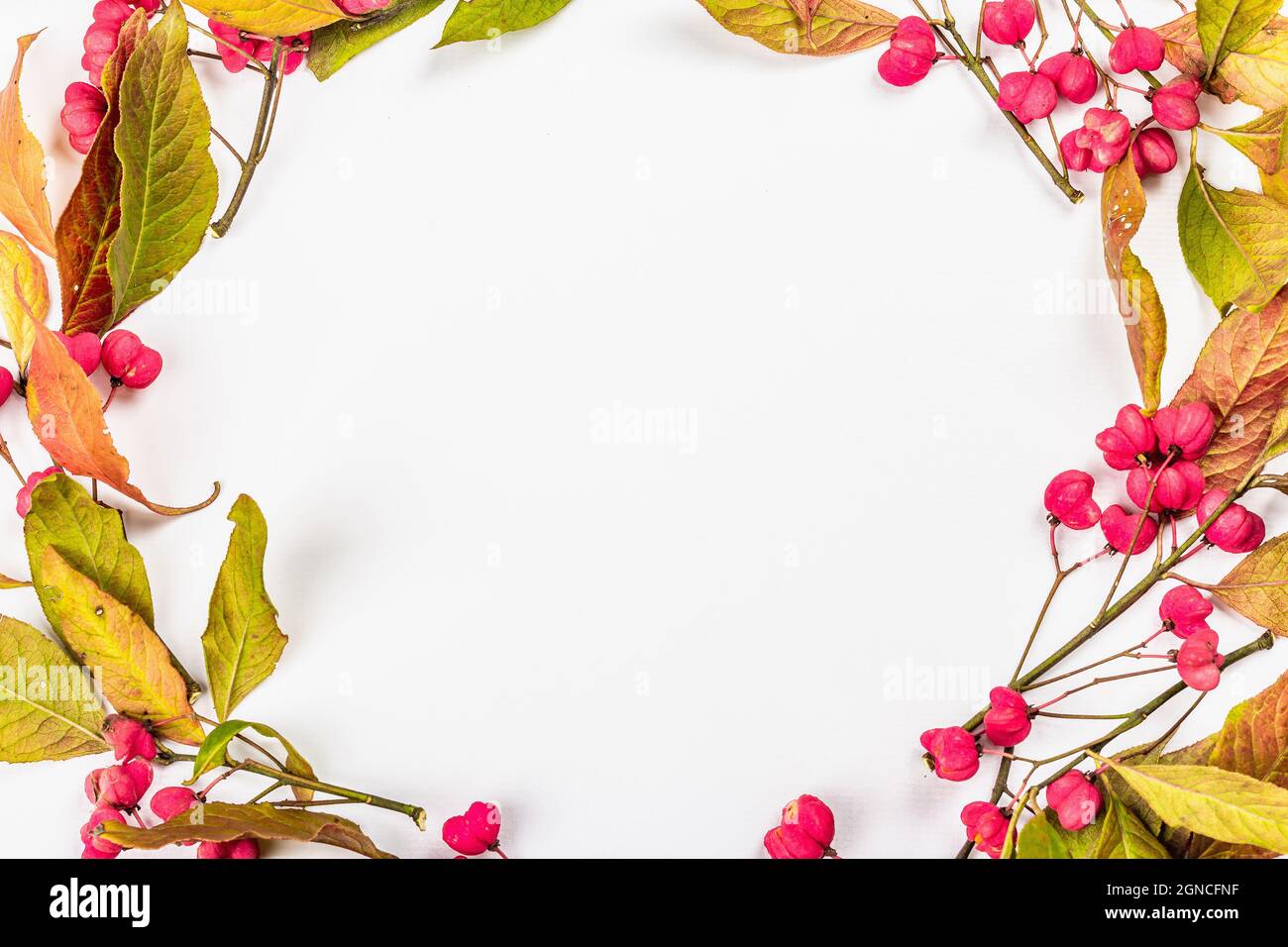 Wreath from Euonymus europaeus isolated on a white background. Autumn frame decorative composition with toxic fruits, orange seeds, and fall colorful Stock Photo