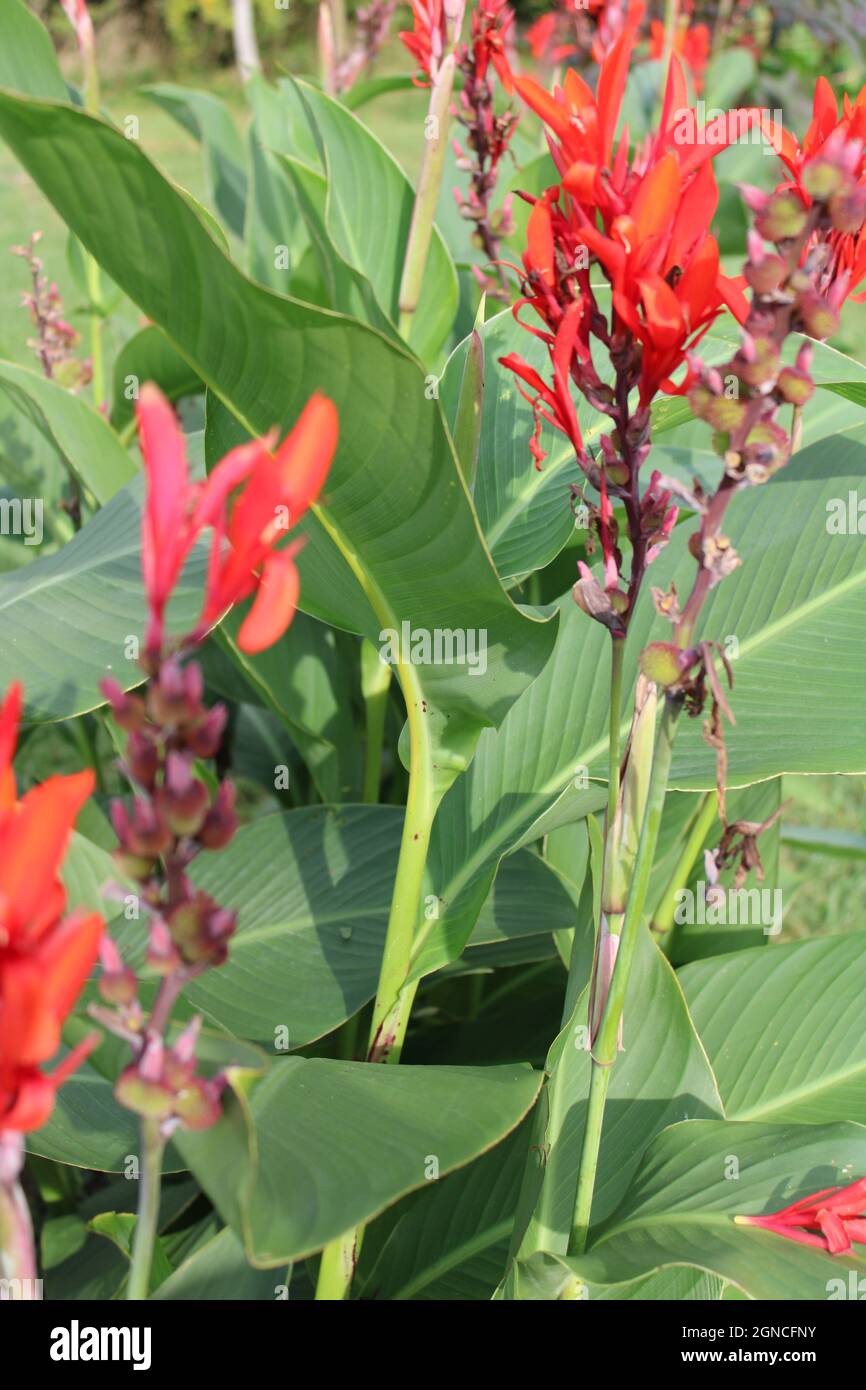 Tropical canna lily flowers close up. Stock Photo