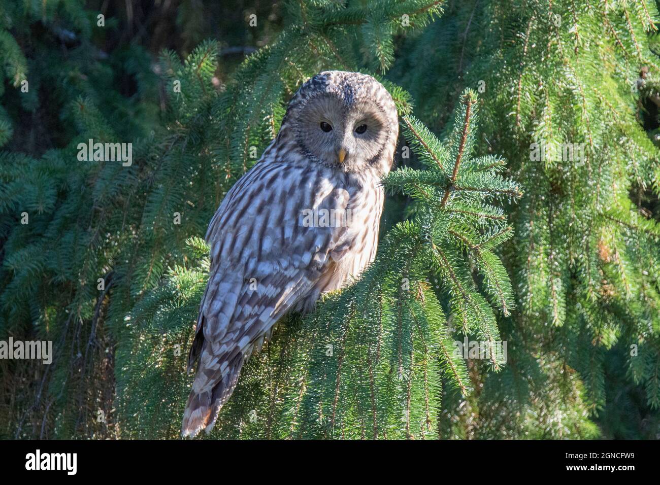 Ural owl (Strix uralensis) sitting on a pine tree Stock Photo Alamy