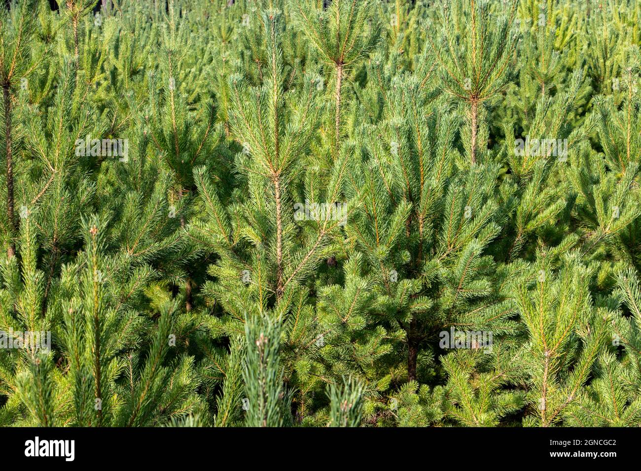 Young coniferous forest view hi-res stock photography and images - Alamy