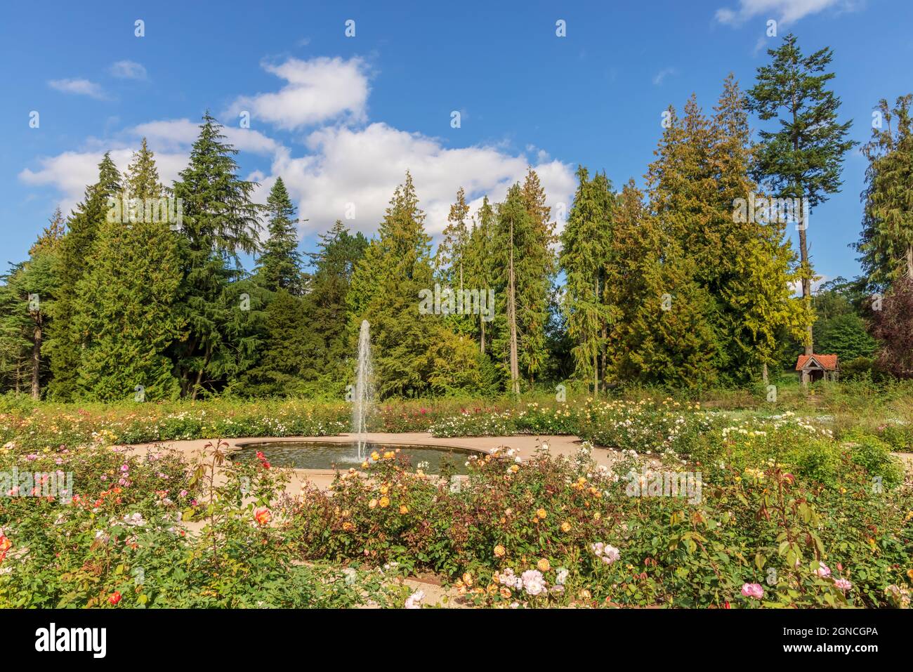 Old park with rose garden and a fountain. Stock Photo
