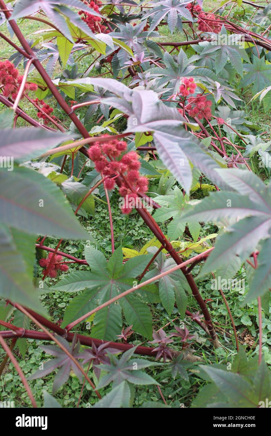 Red pods of a Castor bean plant. Stock Photo