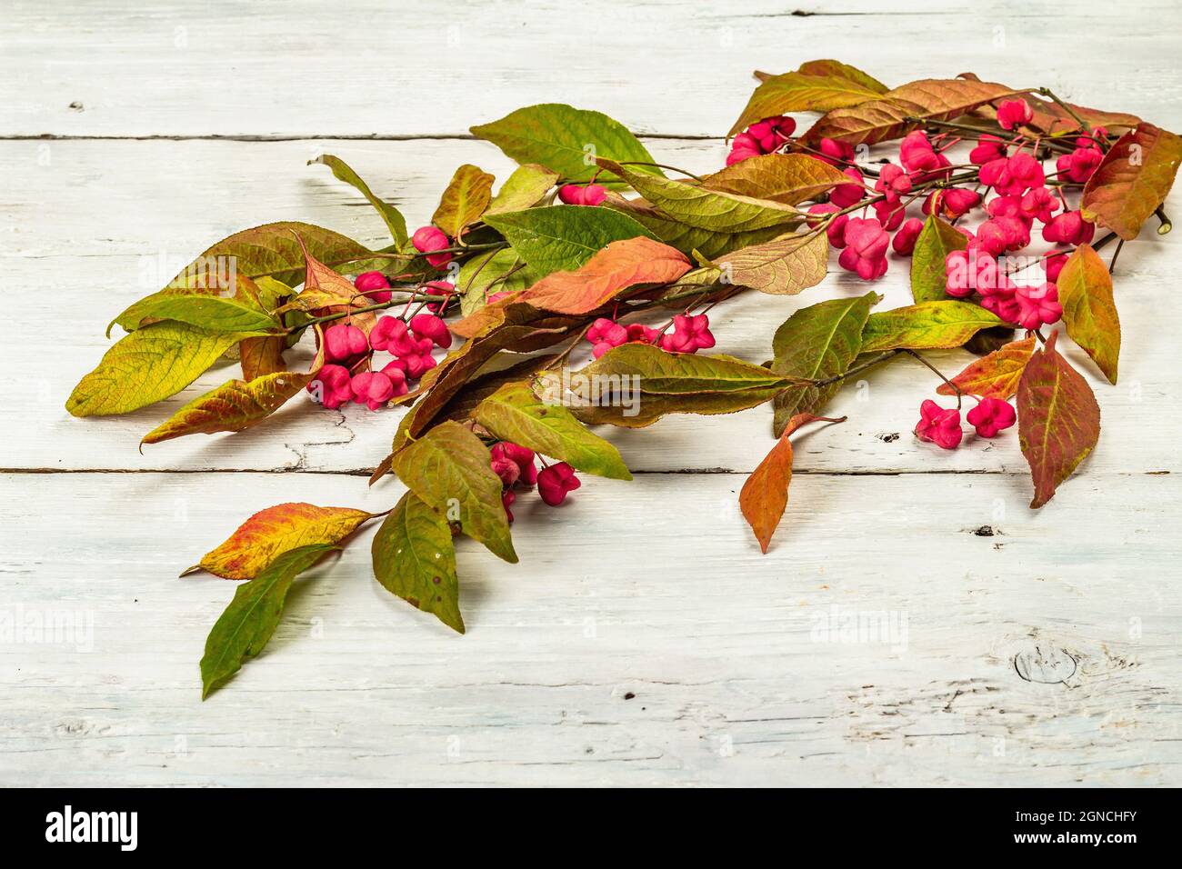 Wreath from Euonymus europaeus a white wooden background. Autumn frame decorative composition with toxic fruits, orange seeds, and fall colorful leave Stock Photo