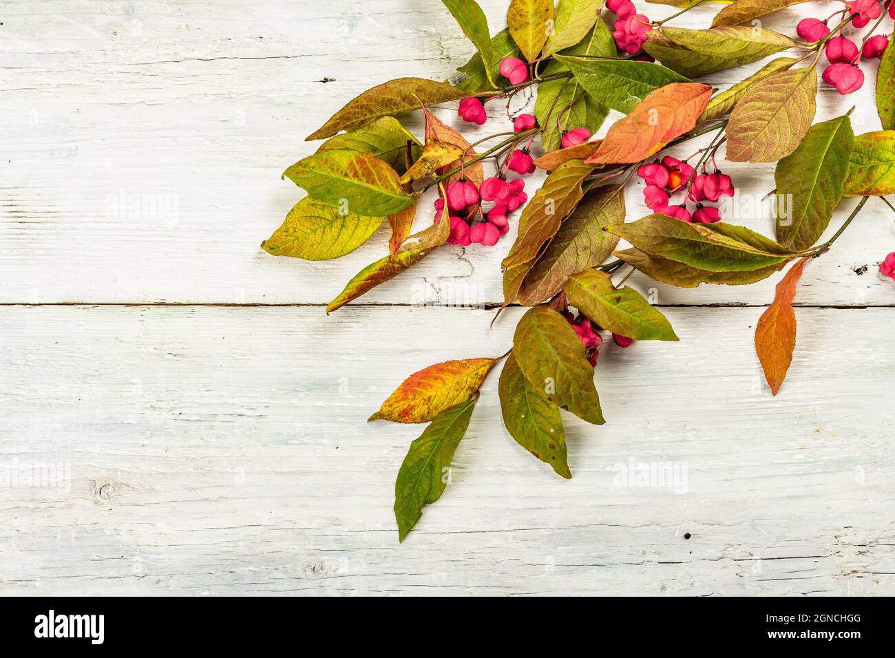 Wreath from Euonymus europaeus a white wooden background. Autumn frame decorative composition with toxic fruits, orange seeds, and fall colorful leave Stock Photo