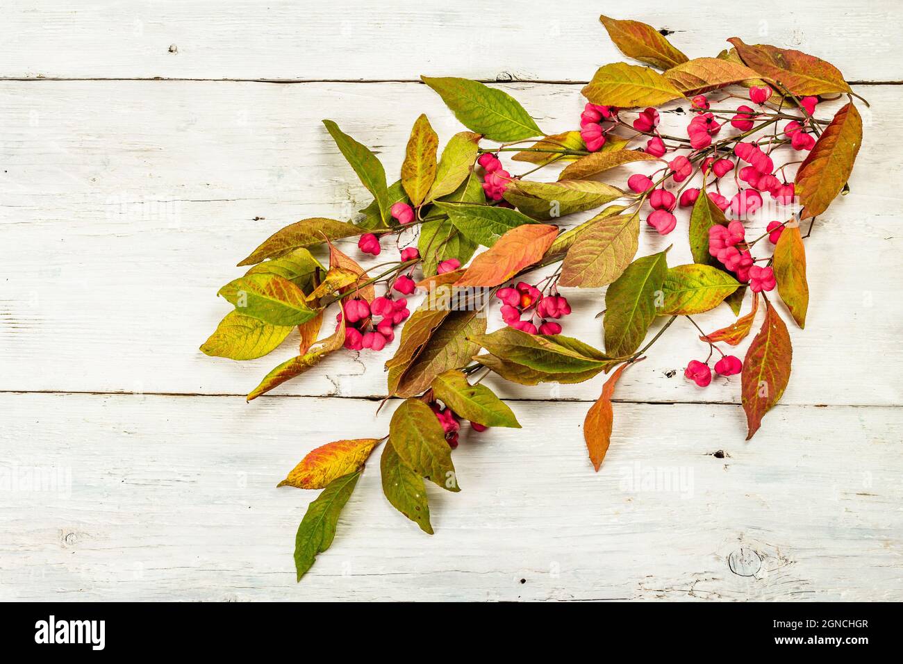 Wreath from Euonymus europaeus a white wooden background. Autumn frame decorative composition with toxic fruits, orange seeds, and fall colorful leave Stock Photo