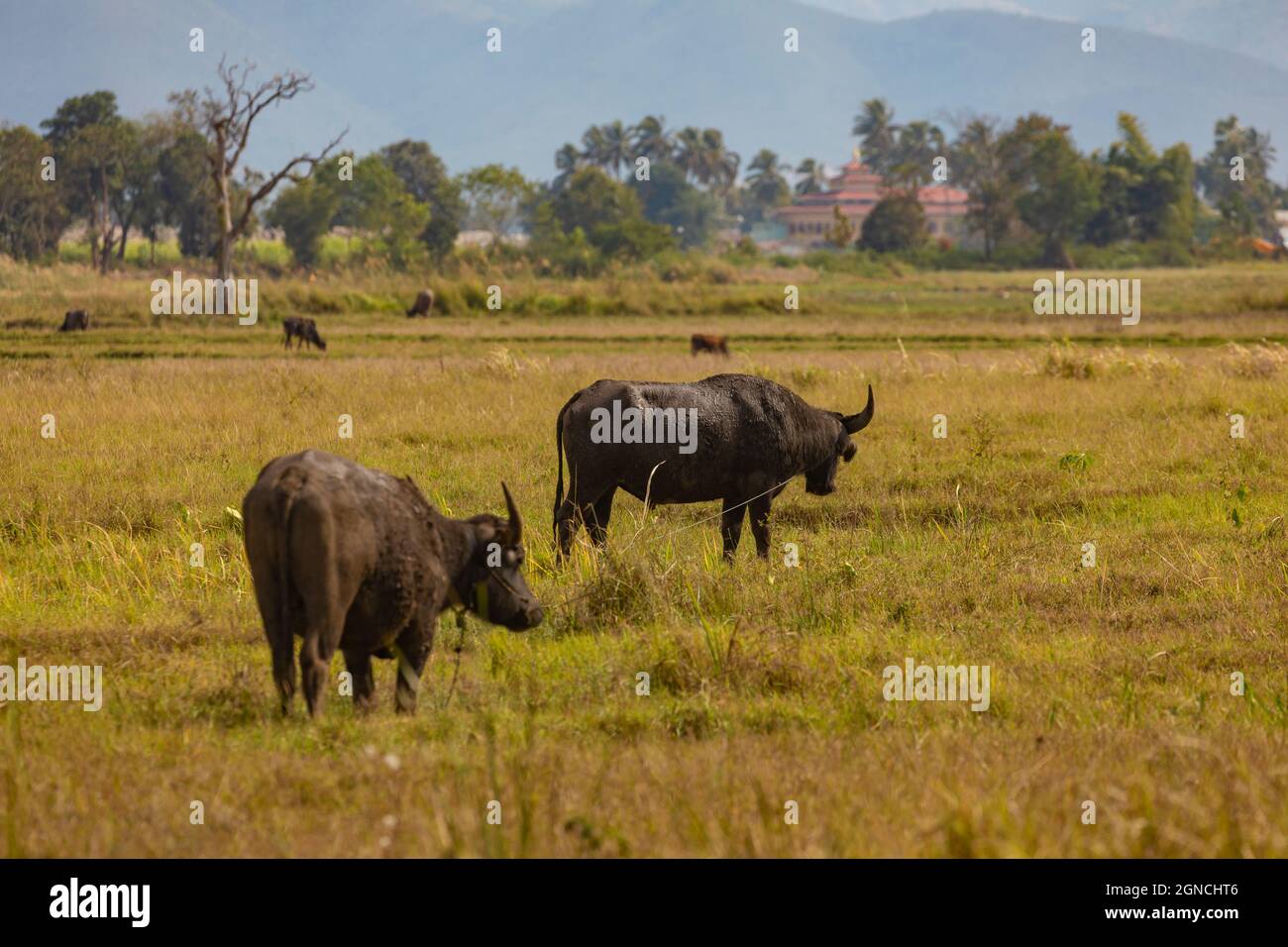 Huge water buffalo, graze quietly, between wetlands and rugged agricultural landscape, near Inle Lake, Shan State, Burma, Myanmar Stock Photo