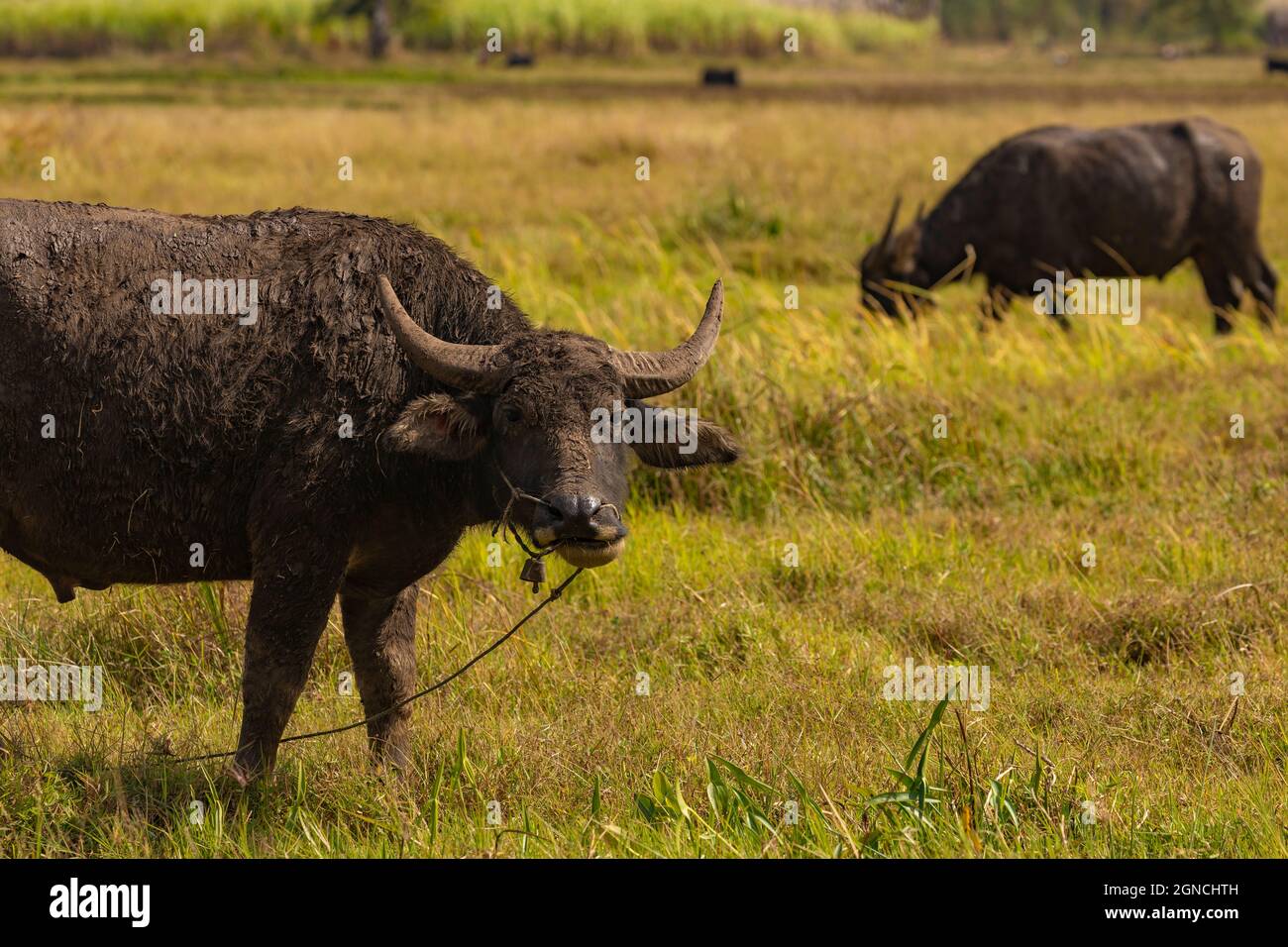 Huge water buffalo, graze quietly, between wetlands and rugged agricultural landscape, near Inle Lake, Shan State, Burma, Myanmar Stock Photo