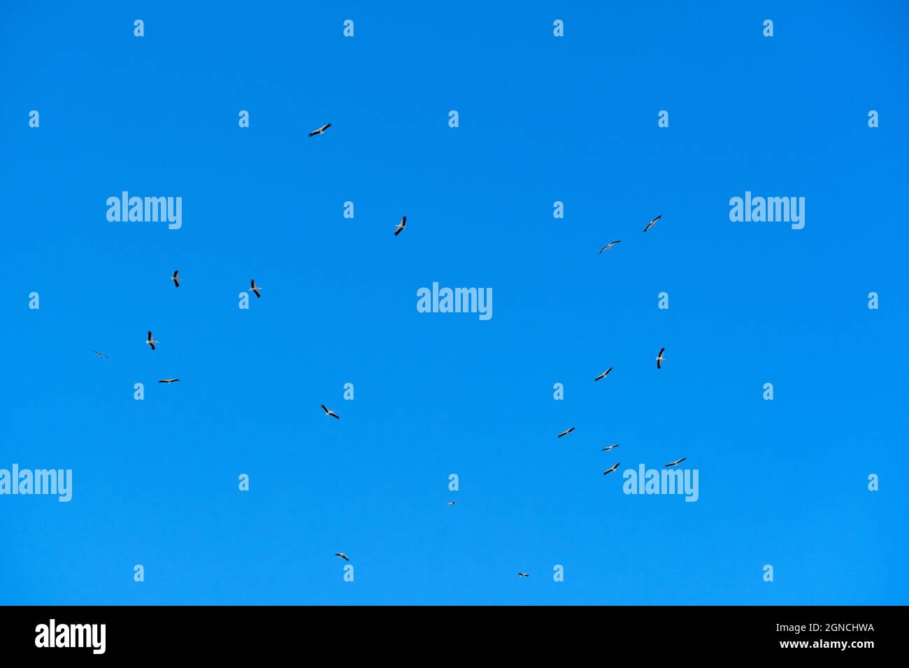 Storks fly circling Stock Photo Alamy