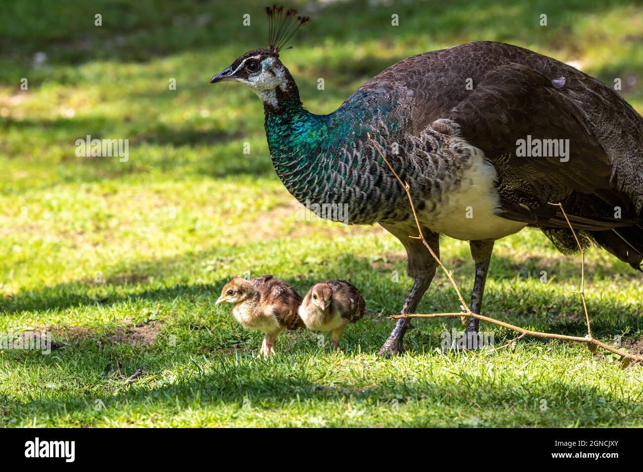 The Indian Peafowl Mom With Little Babies Blue Peafowl Pavo Cristatus Is A Large And Brightly Coloured Bird Is A Species Of Peafowl Native To South Stock Photo Alamy