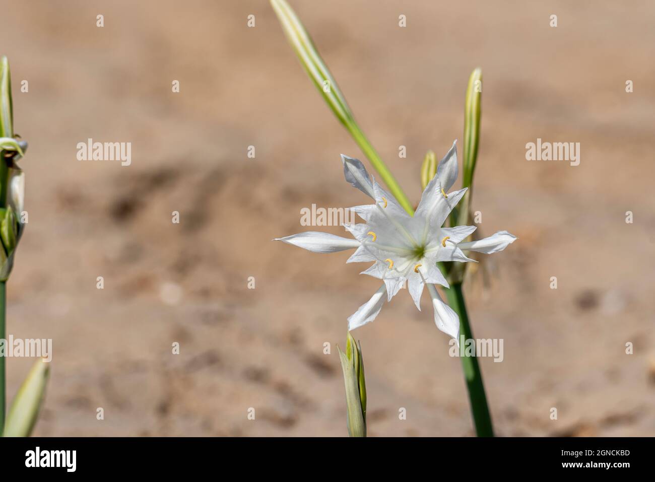Sea daffodil - Pancratium maritimum grows on coastal sands and it is a bulbous perennial flower. Israel. Stock Photo