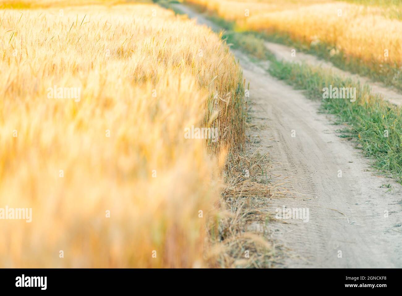 Wheat field sunset light summer hi-res stock photography and images - Alamy