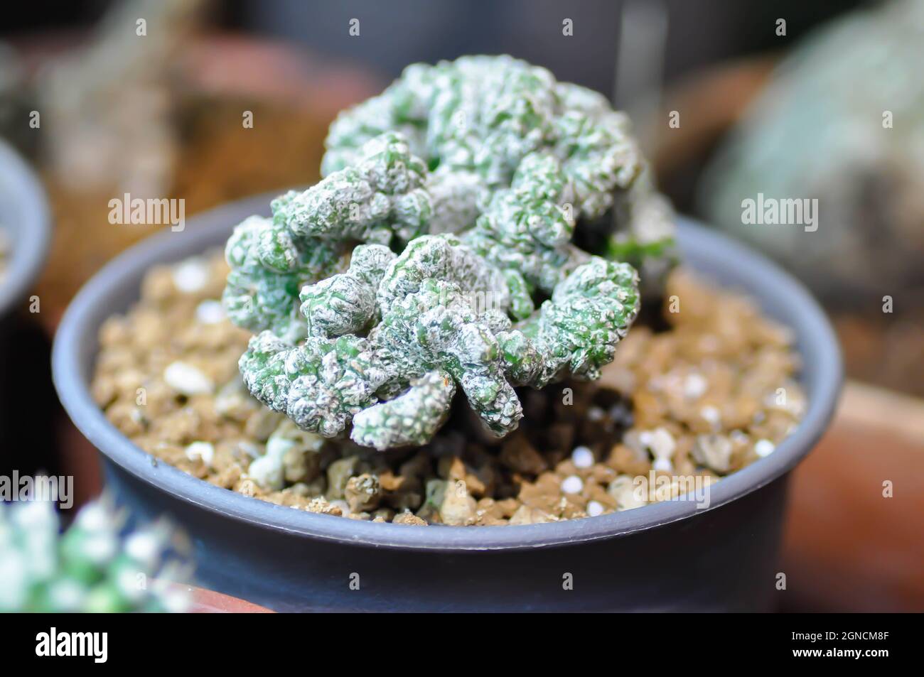cactus or Euphorbia plant  in the flower pot Stock Photo