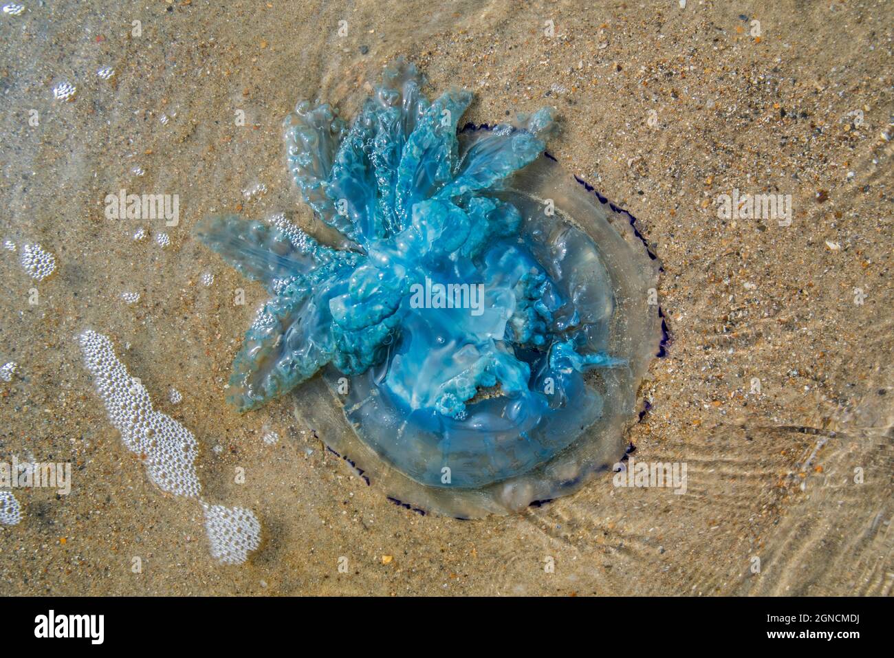 Barrel jellyfish / dustbin-lid jellyfish / frilly-mouthed jellyfish (Rhizostoma pulmo) washed ashore on the beach along the North Sea coast in summer Stock Photo