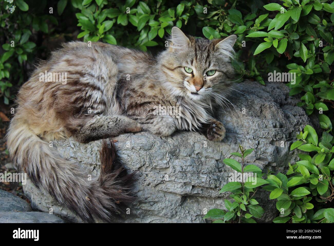 Catwildlife hires stock photography and images Alamy