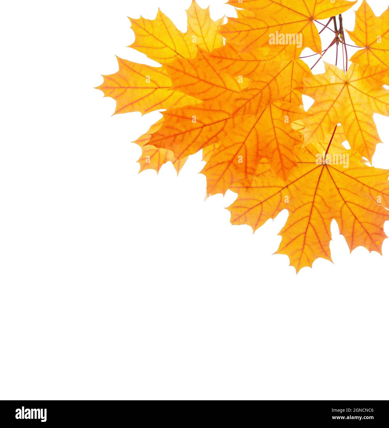 Colorful orange Maple leaves isolated on white background Stock Photo ...