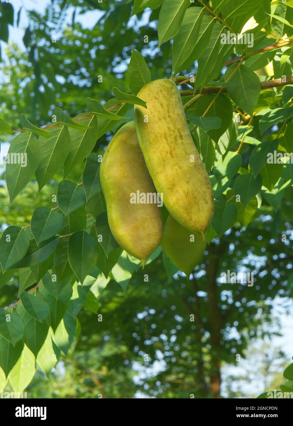 Gymnocladus dioicus fruits hires stock photography and images Alamy