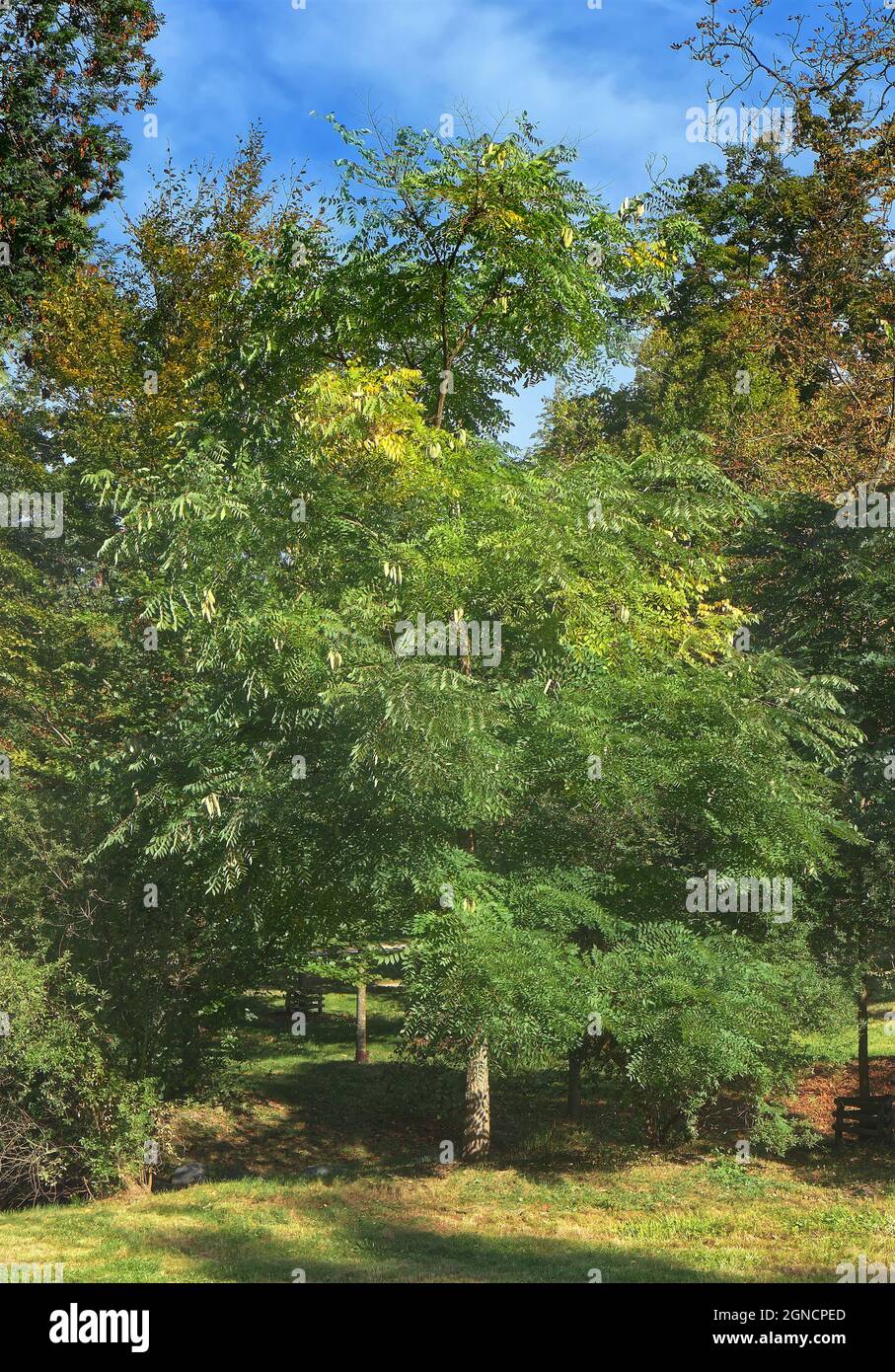 Gymnocladus dioicus seed pods and leaves. Tree also known as Kentucky coffeetree. Subfamily Caesalpinioideae of the legume family Fabaceae. Sunny fall Stock Photo