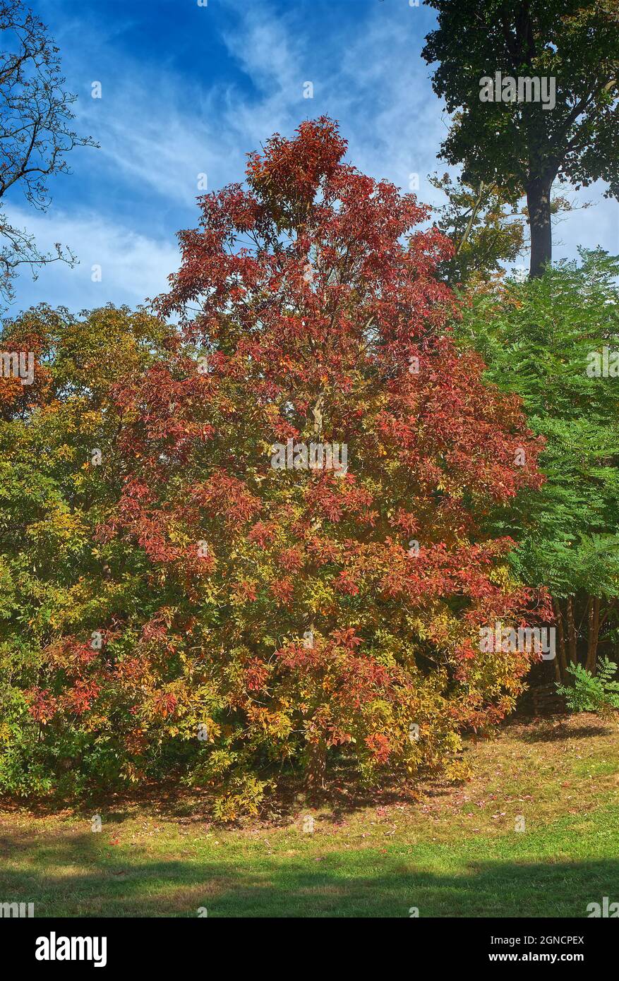 Aesculus flava, yellow buckeye, common buckeye or sweet buckeye. An Aesculus flava tree on the first sunny day in the park in autumn. Stock Photo