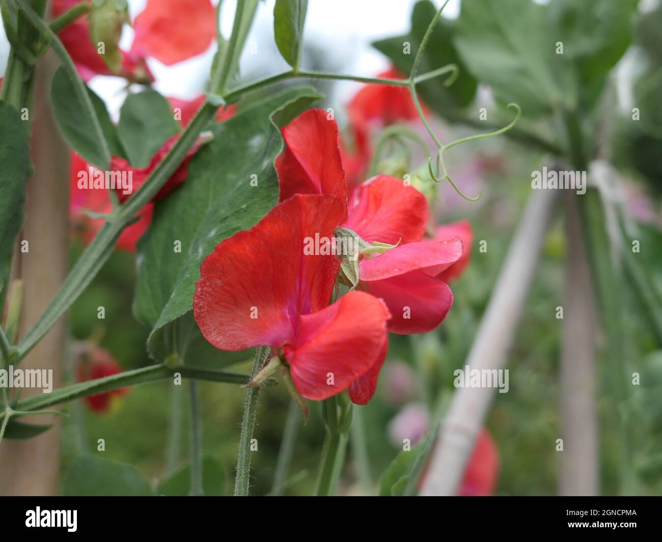 Red Ensign sweet peas Stock Photo Alamy