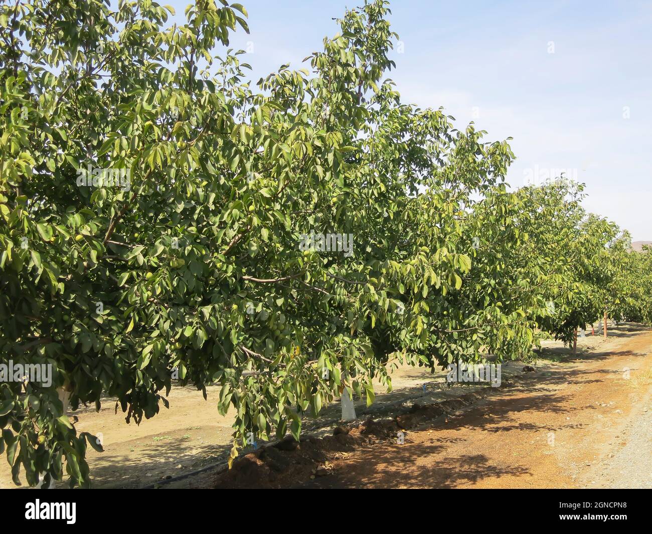 Walnuts Growing on Trees Stock Photo Alamy