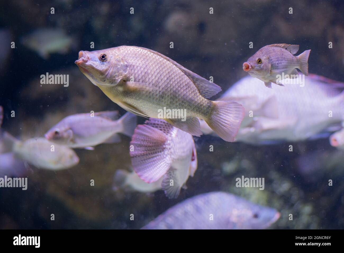 The blue Tilapia (Oreochromis aureus), a fish in the family Cichlidae. Native to Northern and Western Africa, and the Middle East Stock Photo