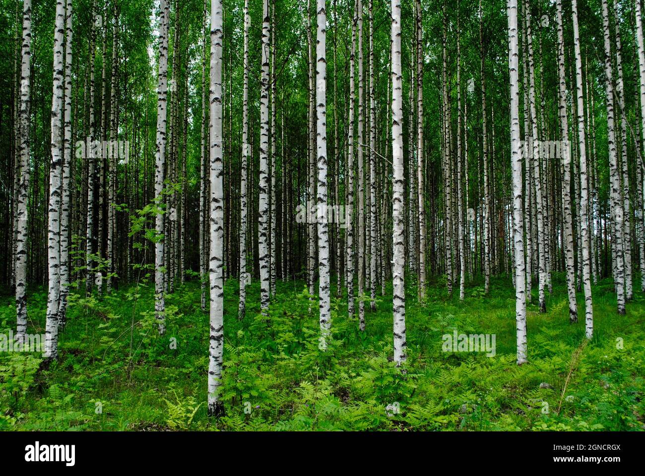 Dense birch forest and trunks in Uukuniemi, eastern Finland Stock Photo