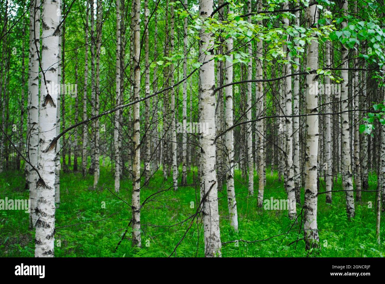 Dense birch forest and trunks in Uukuniemi, eastern Finland Stock Photo