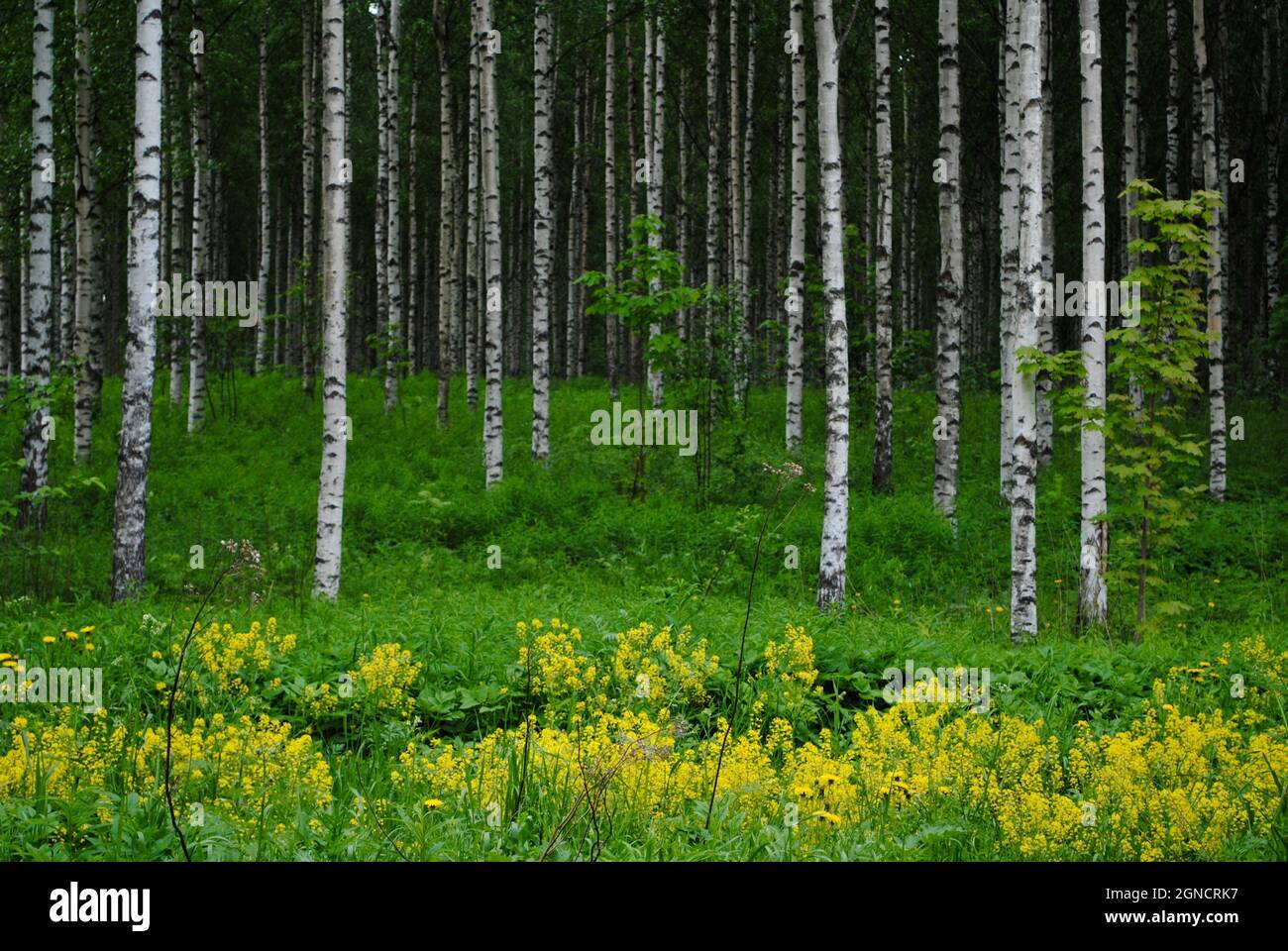 Dense birch forest and trunks in Uukuniemi, eastern Finland Stock Photo