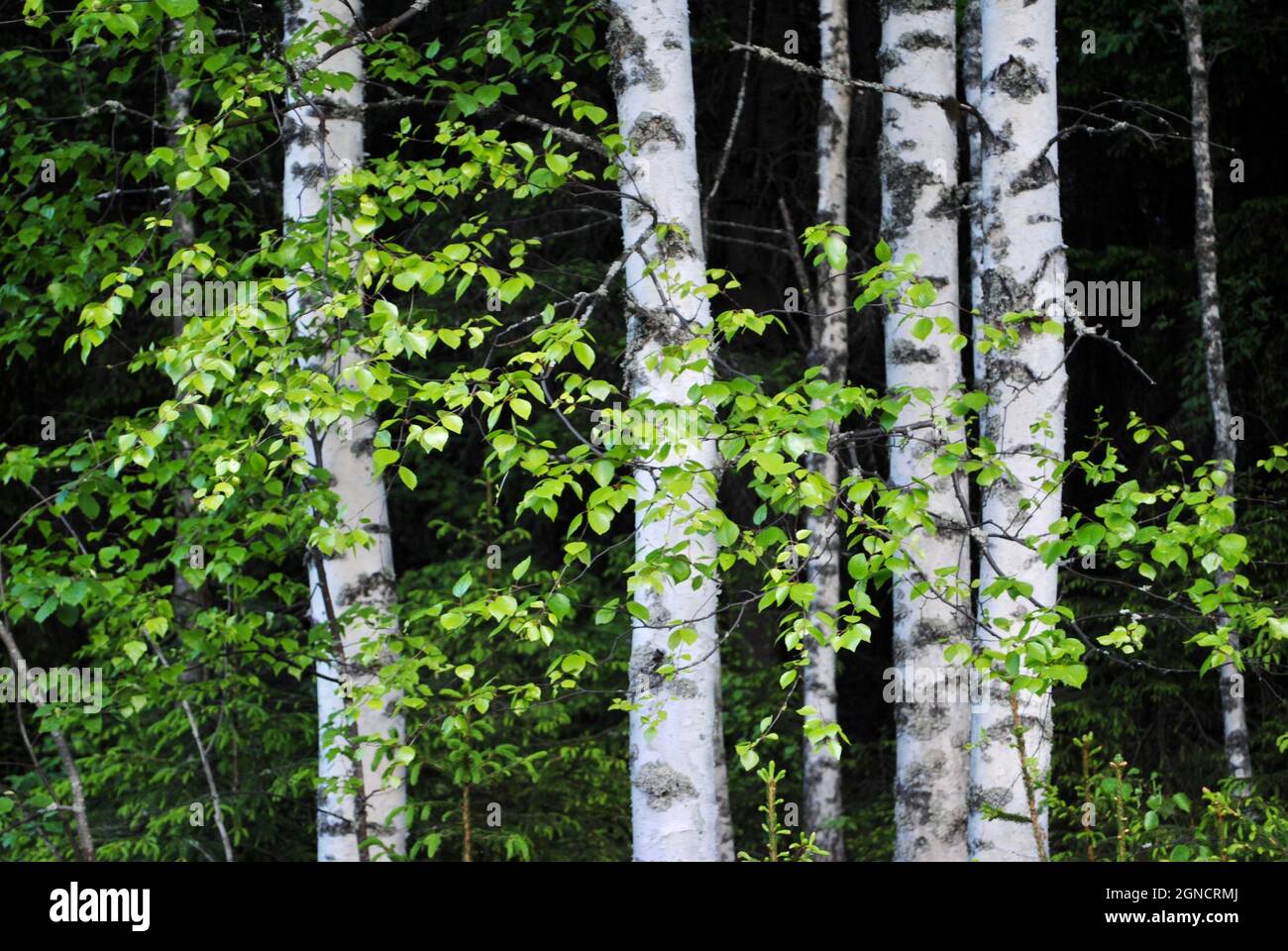 Dense birch forest and trunks in Uukuniemi, eastern Finland Stock Photo