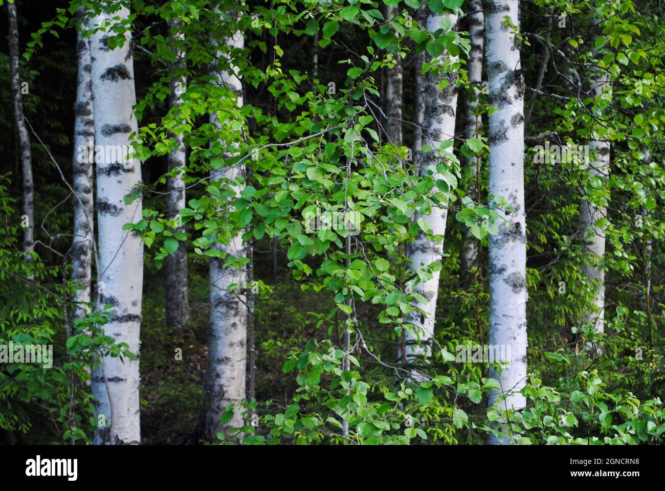 Dense birch forest and trunks in Uukuniemi, eastern Finland Stock Photo