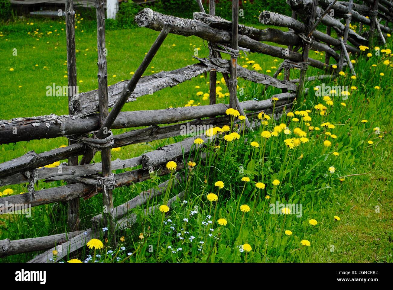 Old wood fence and dandelions in Uukuniemi, Finland Stock Photo