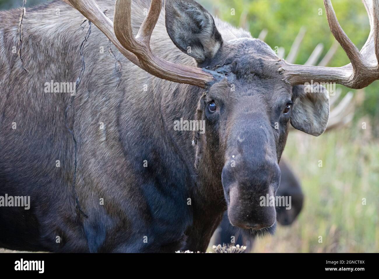 Portrait of a warrior: An Alaska bull moose looks for a fight during the fall rut, or breeding season. Stock Photo