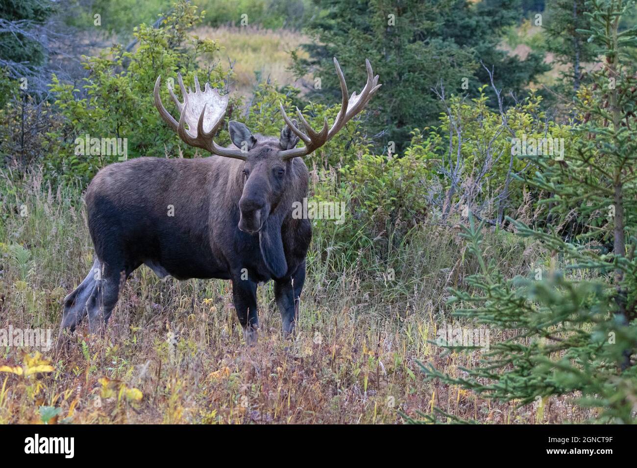 A large Alaska bull moose seeks challengers during the fall rut, or breeding season. Stock Photo