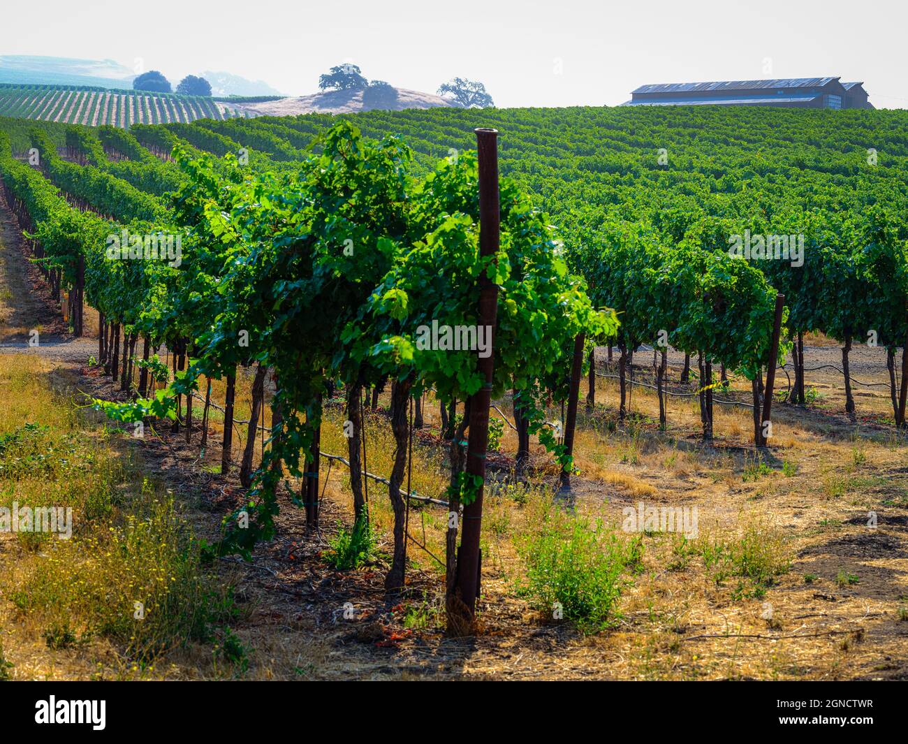 Rows of grapevines bathed in the summer warmth of morning light Stock Photo