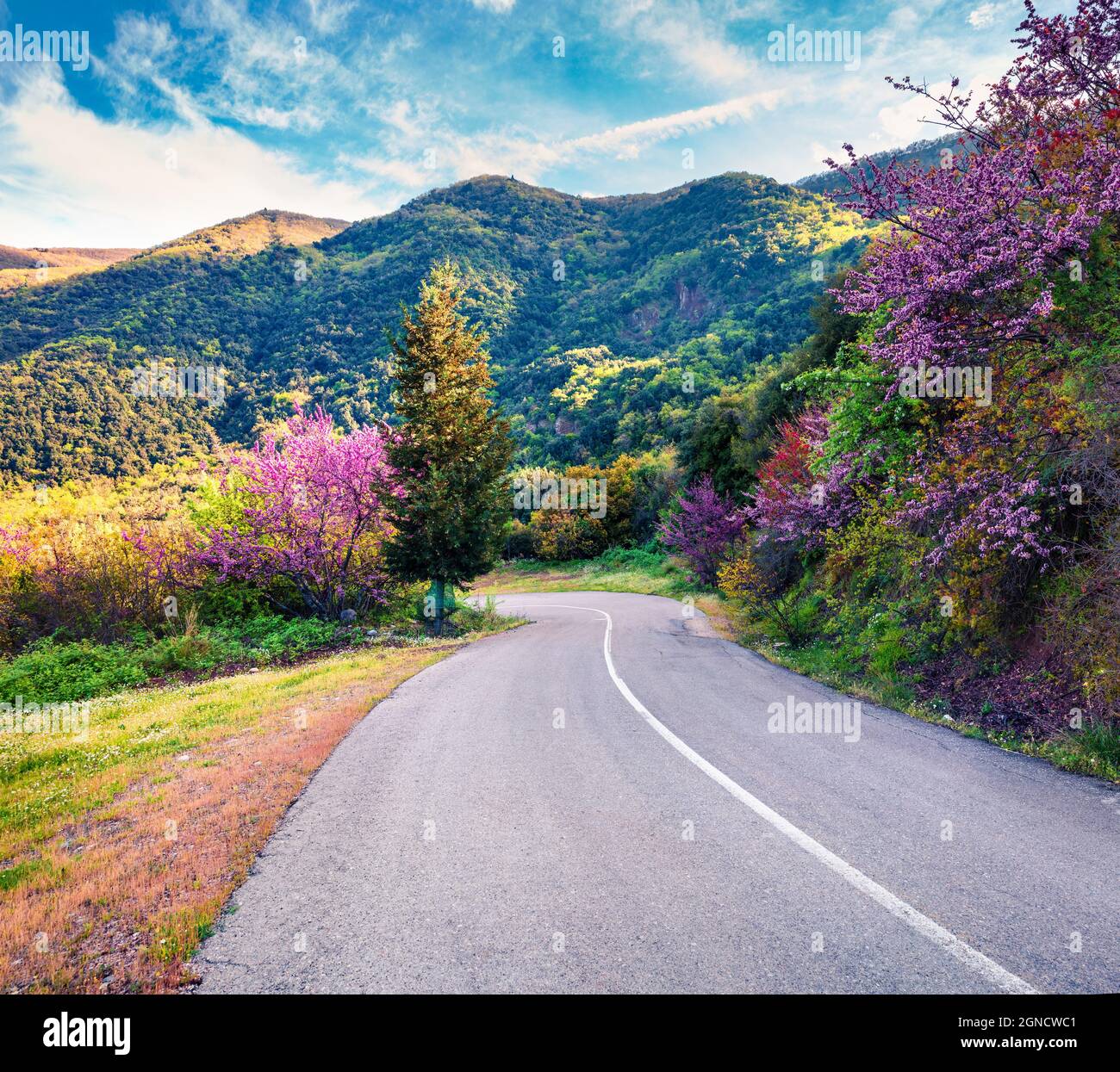 Blooming cherry tree in the mountain in Greece. Colorful spring view of the countryside, Kamena Vourla location. Beauty of nature concept background. Stock Photo