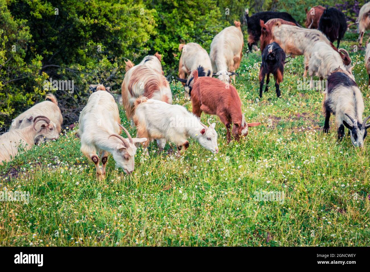 Flock of goats in a pasture in the mountains. Colorful spring scene in the Greece, Kamena Vourla town location. Beauty of countryside concept backgrou Stock Photo