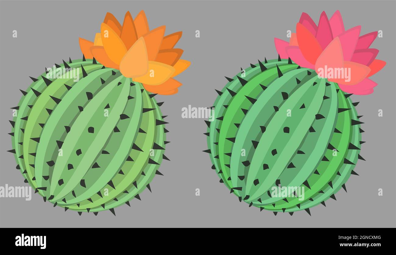 Cactus plant ball cartoon color vector illustration design element object, horizontal, over white, isolated Stock Vector