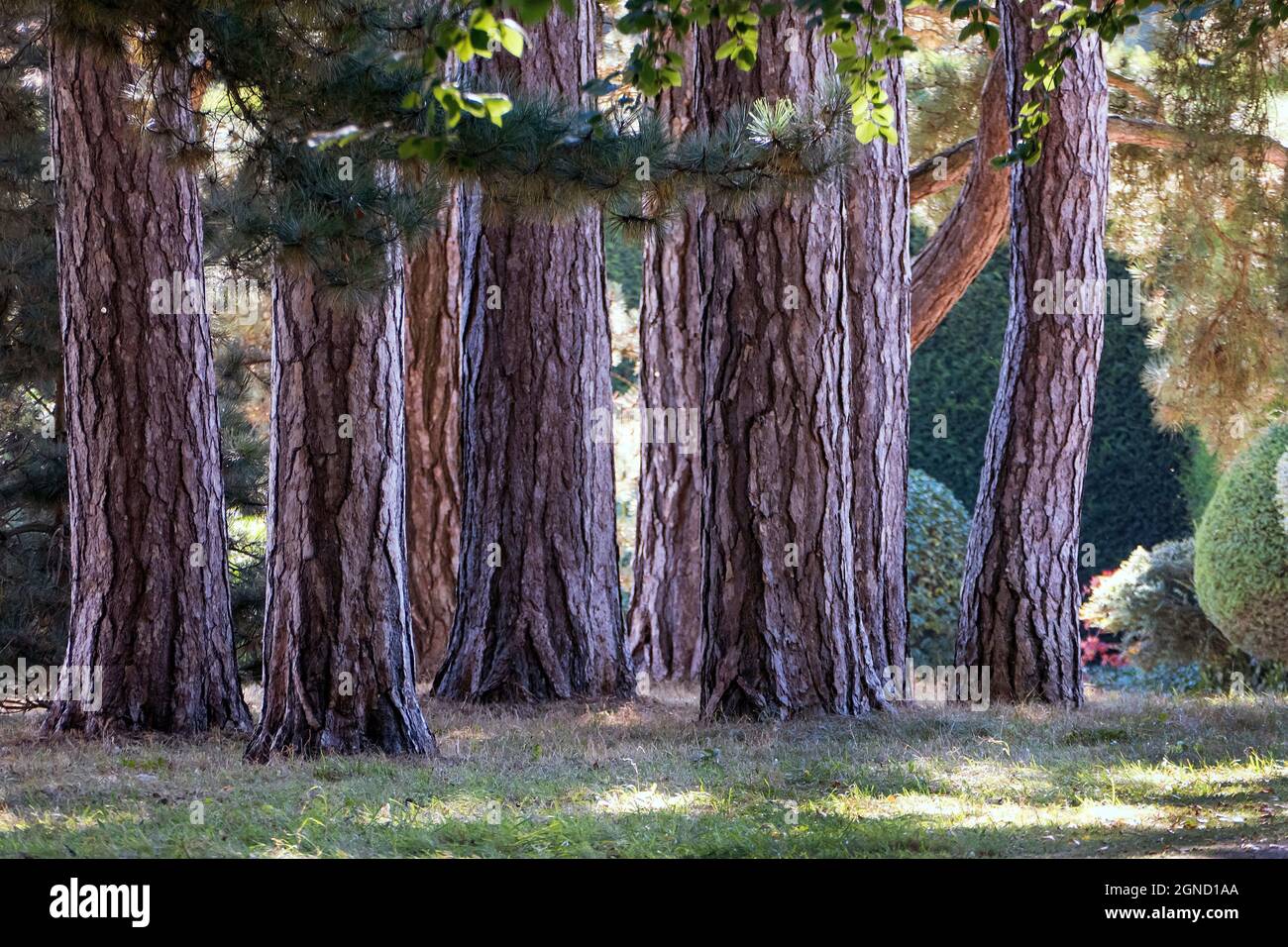 Conifer Tree trunks Stock Photo