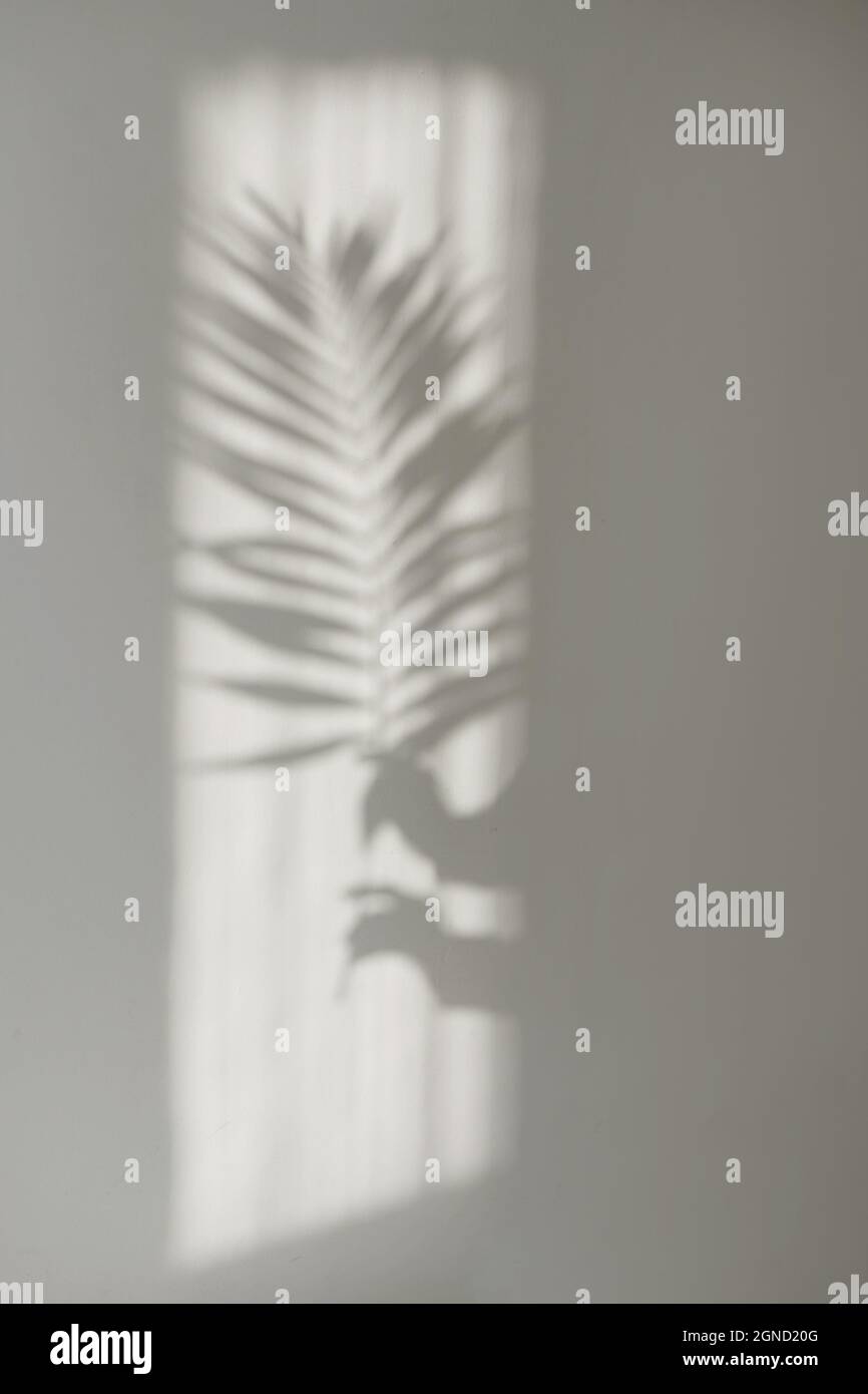 trending shadows from hands with palm branch on white wall Stock Photo