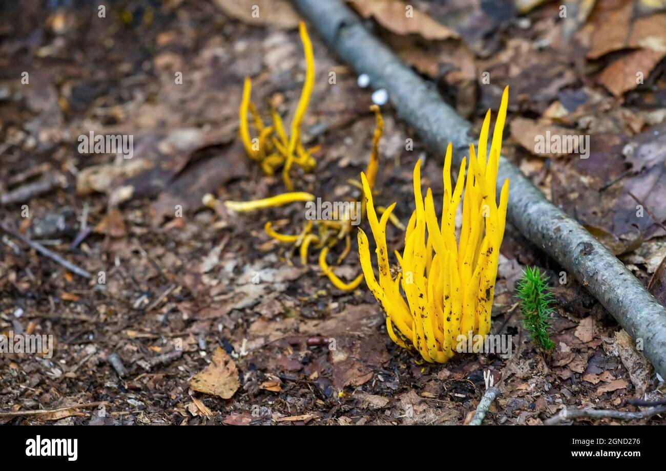 Closeup view of Clavulinopsis fusiformis fungi, commonly called golden spindle or spindle-shaped yellow coral mushrooms. Stock Photo