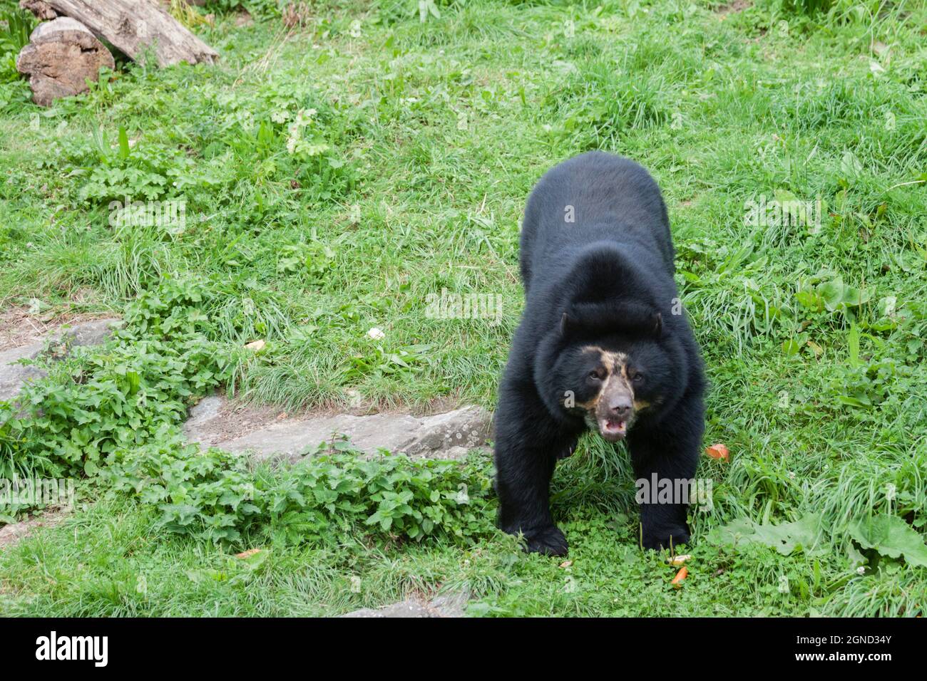 Andean Bear (spectacled bear) Stock Photo