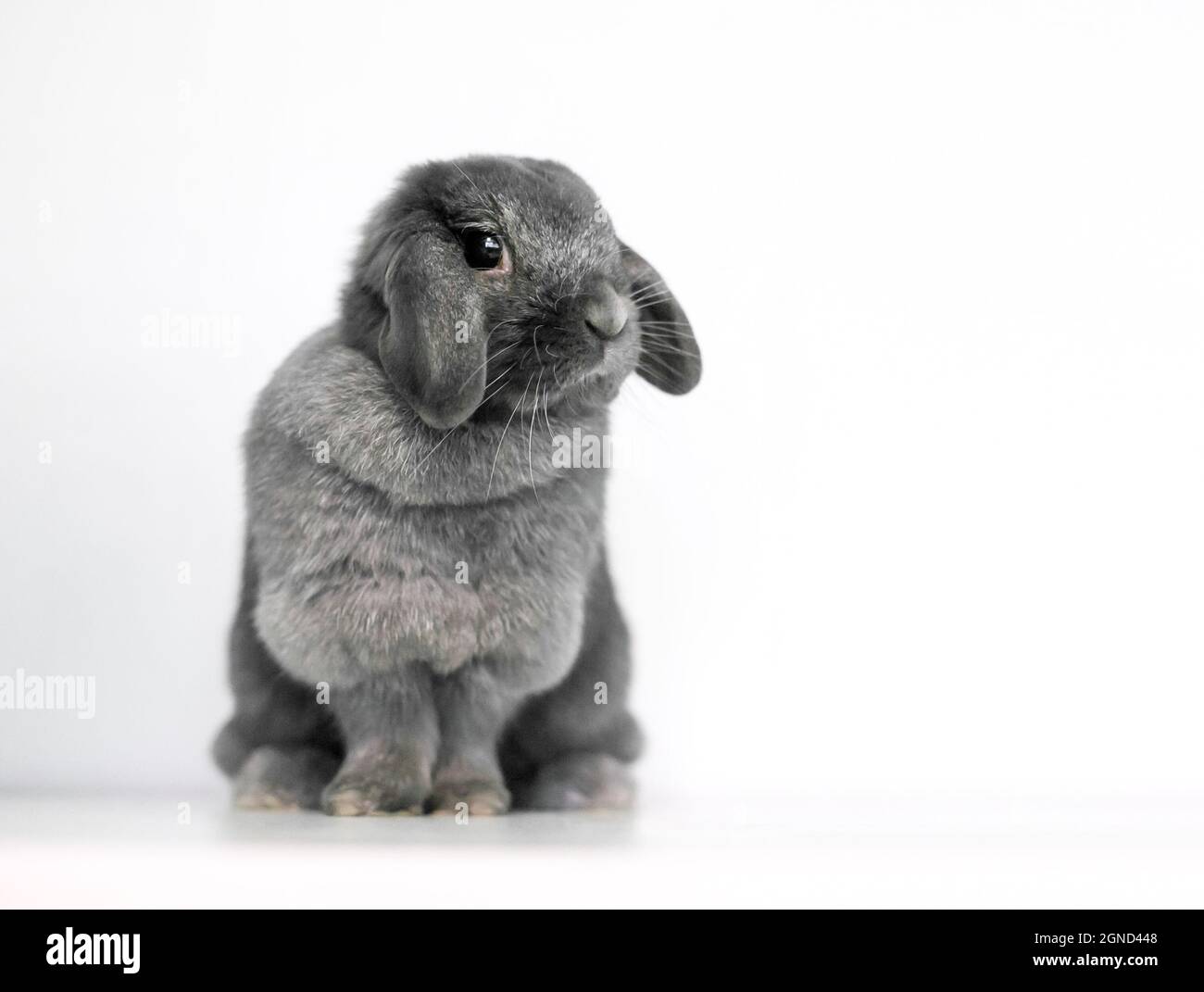 A cute gray Lop rabbit sitting on a white background Stock Photo