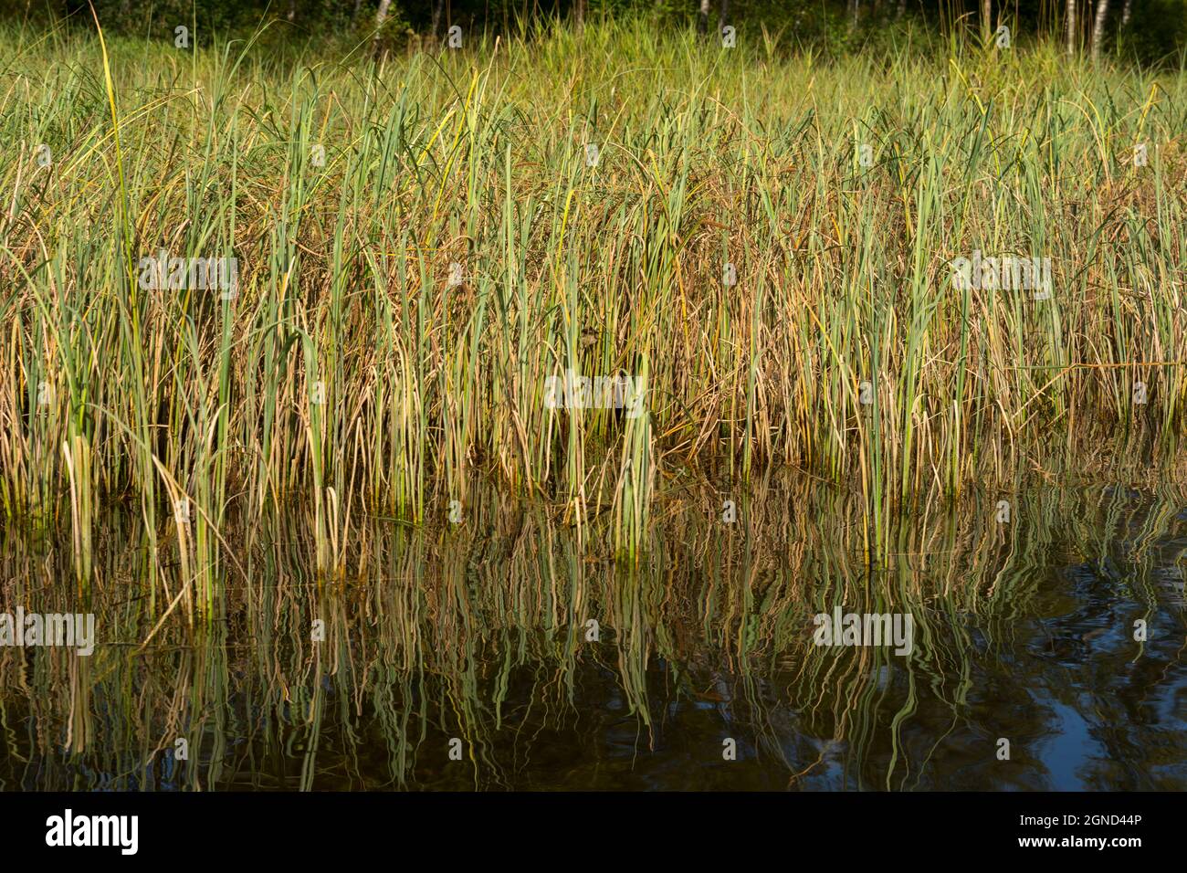 canoe ride on lake Osoyro in Norway Stock Photo Alamy