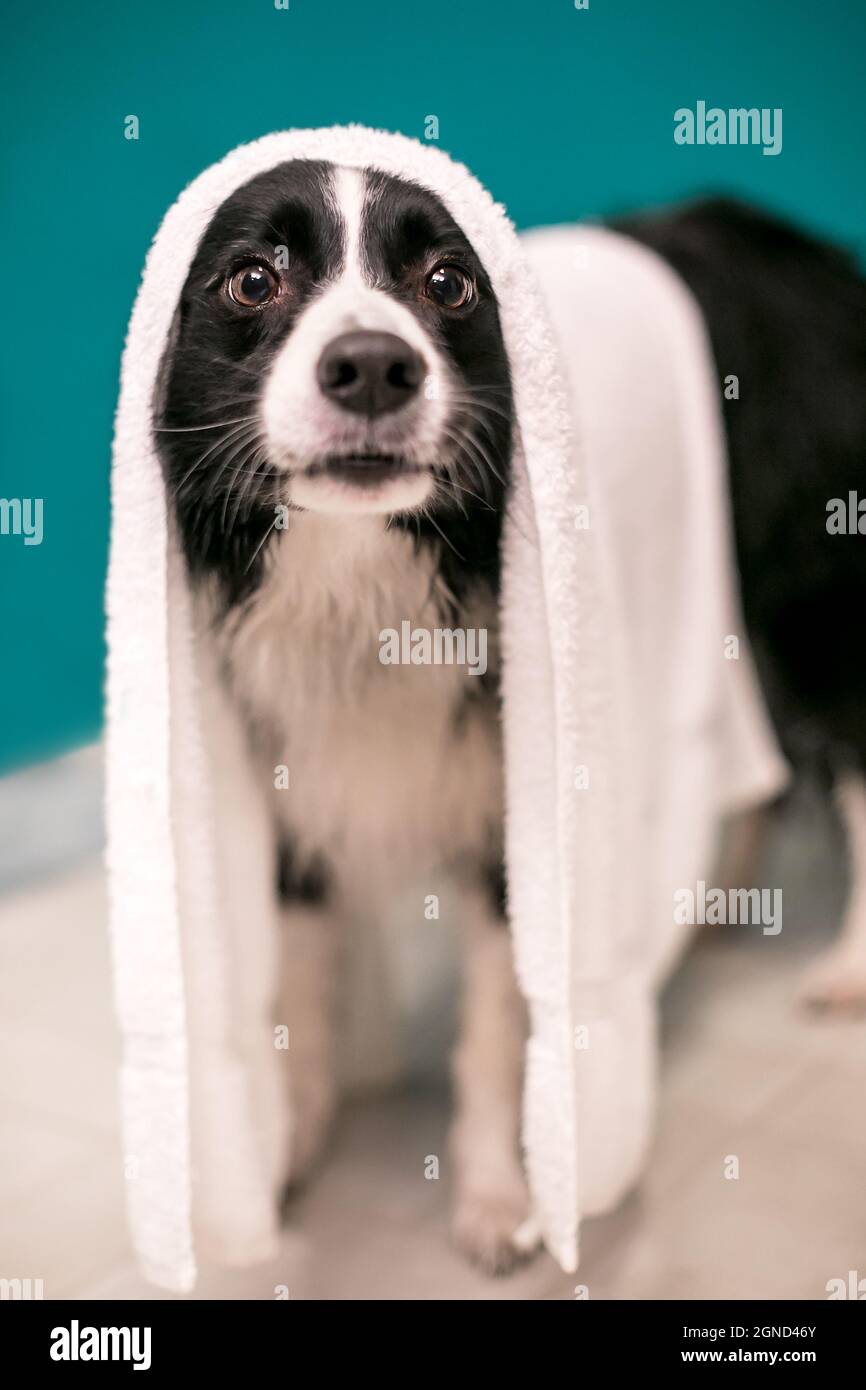 A Border Collie dog with a towel draped over its head after a bath