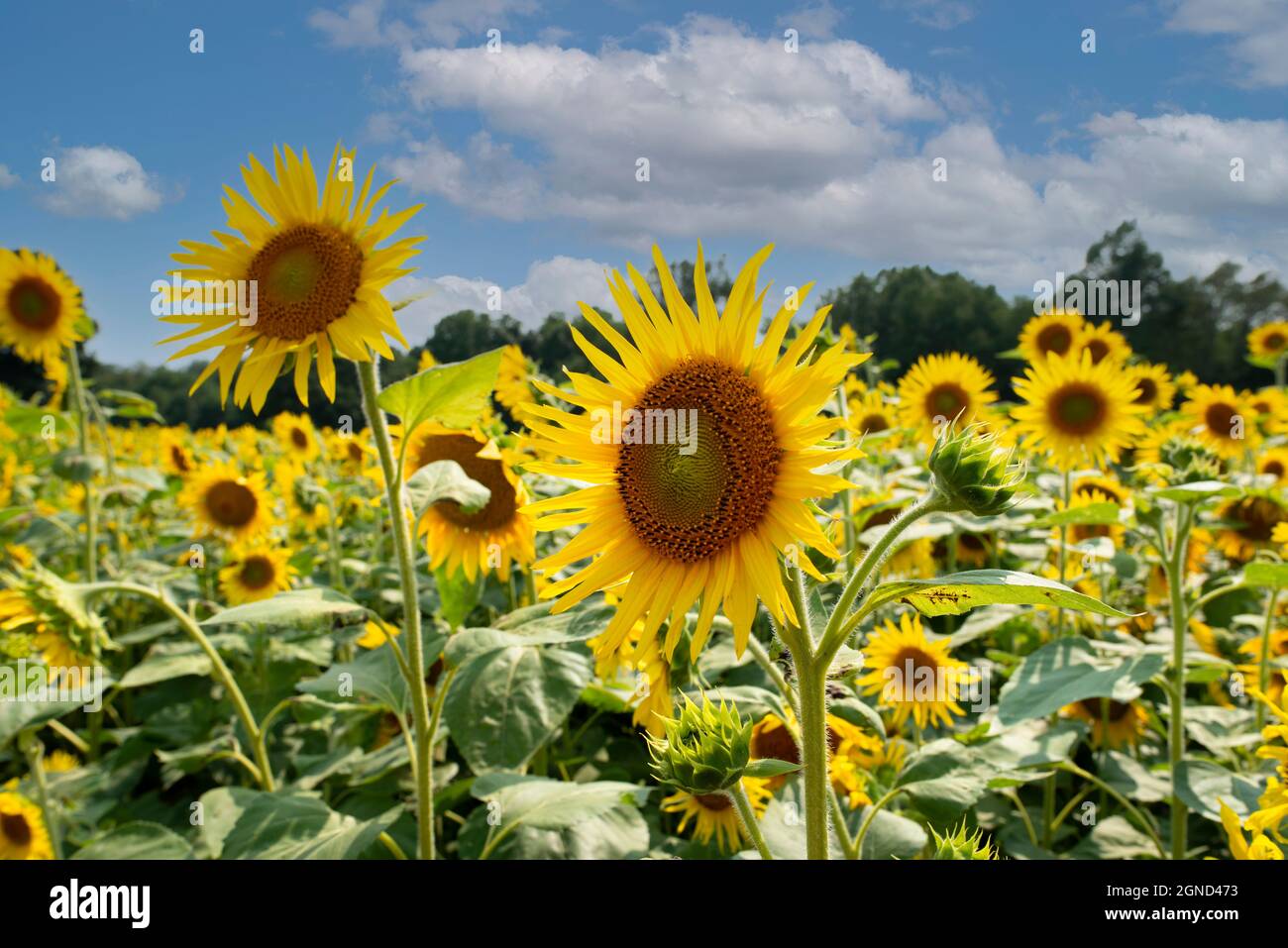 sunflowers 1 Stock Photo