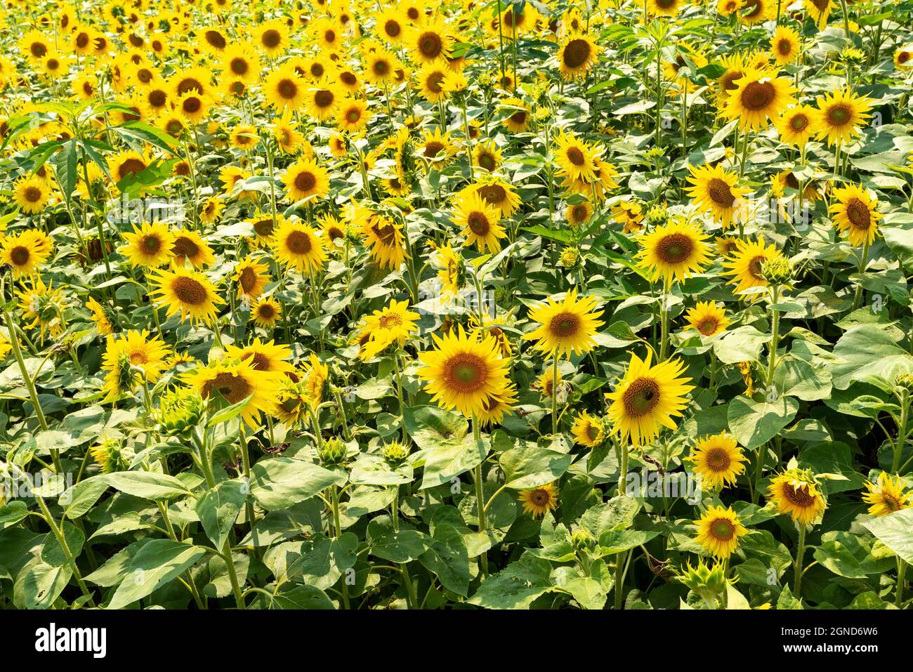 Sunflowers prints hi-res stock photography and images - Alamy