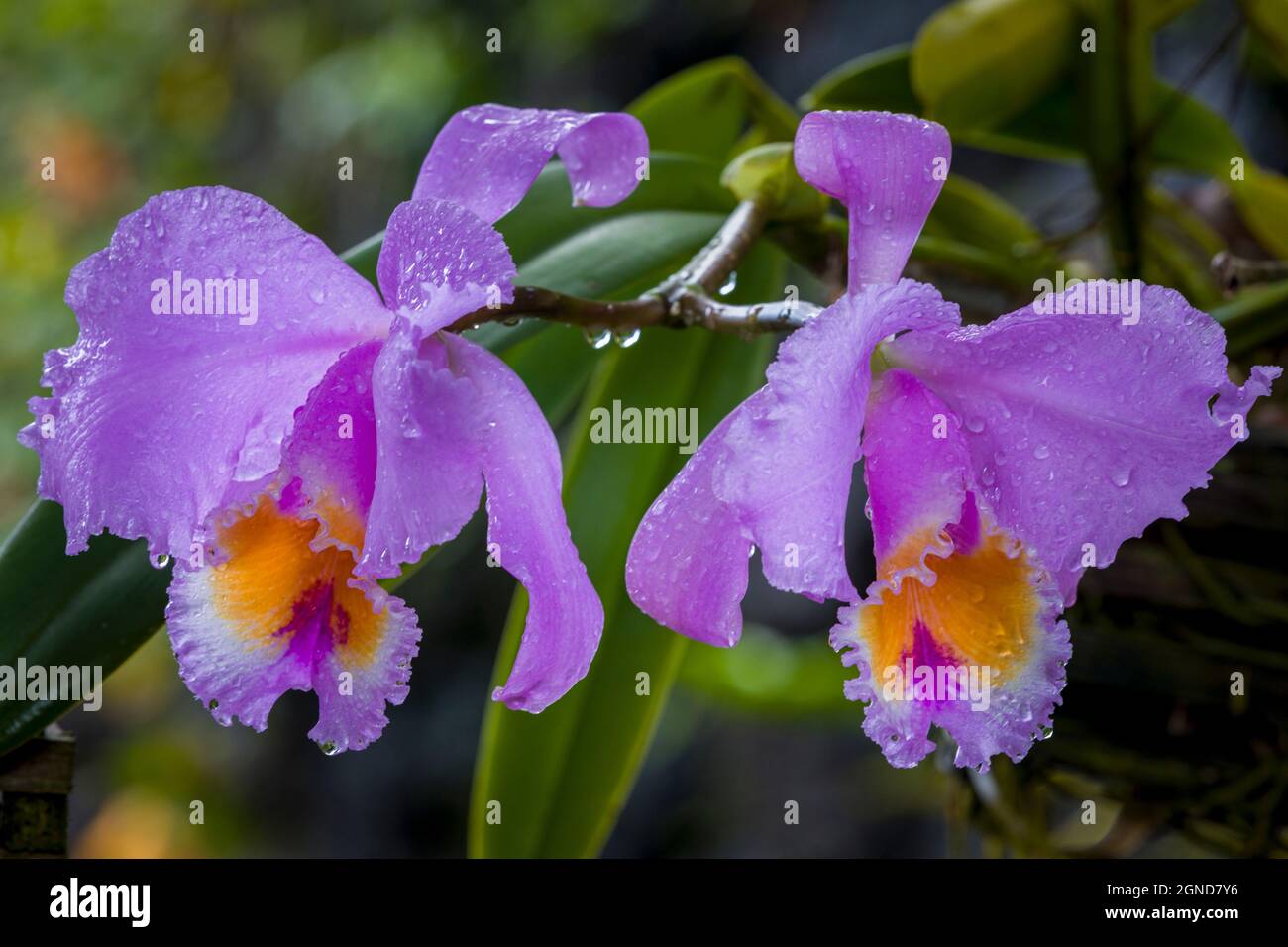 Cattleya orchid with dew in Hawaii Stock Photo